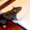 Squeaky Reading